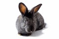 small fluffy grey rabbit isolated on white background, Easter Bunny. Hare for Easter close-up on a white background Royalty Free Stock Photo