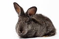 small fluffy grey rabbit isolated on white background, Easter Bunny. Hare for Easter close-up on a white background Royalty Free Stock Photo