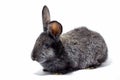 Small fluffy grey rabbit isolated on white background, Easter Bunny. Hare for Easter close-up on a white background Royalty Free Stock Photo