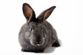 Small fluffy grey rabbit isolated on white background, Easter Bunny. Hare for Easter close-up on a white background Royalty Free Stock Photo