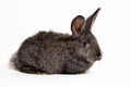 Small fluffy grey rabbit isolated on white background, Easter Bunny. Hare for Easter close-up on a white background Royalty Free Stock Photo
