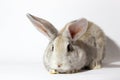 A small fluffy grey rabbit isolated on a white background. Easter Bunny for the spring holidays Royalty Free Stock Photo