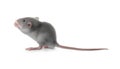 Small fluffy grey rat eating cheese on white background Royalty Free Stock Photo