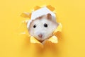 A small fluffy hamster looks through yellow ragged paper, copy space