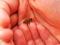 Small fluffy honey bee Apis mellifera is sitting on a man`s finger and resting Royalty Free Stock Photo