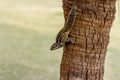 A small fluffy Indian palm squirrel climbs down a tree trunk Royalty Free Stock Photo