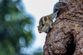 A small fluffy Indian palm squirrel climbs down a tree trunk Royalty Free Stock Photo