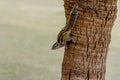 A small fluffy Indian palm squirrel climbs down a tree trunk Royalty Free Stock Photo