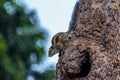 A small fluffy Indian palm squirrel climbs down a tree trunk Royalty Free Stock Photo