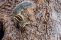 A small fluffy Indian palm squirrel climbs down a tree trunk Royalty Free Stock Photo