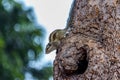 A small fluffy Indian palm squirrel climbs down a tree trunk Royalty Free Stock Photo