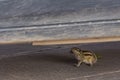 A small fluffy Indian palm squirrel on a concrete floor Royalty Free Stock Photo