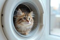 A small fluffy kitten looks out of the washing machine in the laundry room. Cat in the bathroom Royalty Free Stock Photo