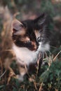 Small fluffy kitten tricolor. The kitten walks in nature, sits in the grass and poses. Home young three-colored cat. Charming Royalty Free Stock Photo
