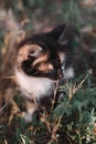 Small fluffy kitten tricolor. The kitten walks in nature, sits in the grass and poses. Home young three-colored cat. Charming Royalty Free Stock Photo