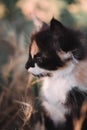 Small fluffy kitten tricolor. The kitten walks in nature, sits in the grass and poses. Home young three-colored cat. Charming Royalty Free Stock Photo