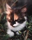 Small fluffy kitten tricolor. The kitten walks in nature, sits in the grass and poses. Home young three-colored cat. Charming Royalty Free Stock Photo