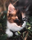 Small fluffy kitten tricolor. The kitten walks in nature, sits in the grass and poses. Home young three-colored cat. Charming Royalty Free Stock Photo