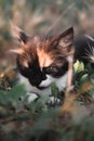 Small fluffy kitten tricolor. The kitten walks in nature, sits in the grass and poses. Home young three-colored cat. Charming Royalty Free Stock Photo