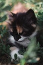 Small fluffy kitten tricolor. The kitten walks in nature, sits in the grass and poses. Home young three-colored cat. Charming Royalty Free Stock Photo