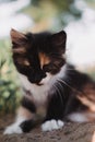 Small fluffy kitten tricolor. The kitten walks in nature, sits in the grass and poses. Home young three-colored cat. Charming Royalty Free Stock Photo