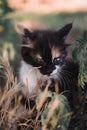 Small fluffy kitten tricolor. The kitten walks in nature, sits in the grass and poses. Home young three-colored cat. Charming Royalty Free Stock Photo