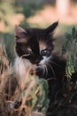 Small fluffy kitten tricolor. The kitten walks in nature, sits in the grass and poses. Home young three-colored cat. Charming Royalty Free Stock Photo