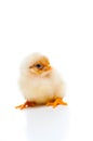 Small and fluffy newborn chick, isolated on white Royalty Free Stock Photo