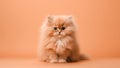 Small fluffy peach fuzz color long furPersian kitten sitting on a light minimal background. Modern trendy tone hue shade Royalty Free Stock Photo