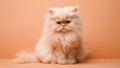 Small fluffy peach fuzz color Persian kitten sitting on a light minimal background. Modern trendy tone hue shade Royalty Free Stock Photo