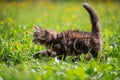 Small fluffy playful gray tabby Maine Coon kitten walks on green grass Royalty Free Stock Photo