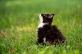 Small fluffy playful gray tabby Maine Coon kitten walks on green grass Royalty Free Stock Photo