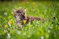 Small fluffy playful gray tabby Maine Coon kitten walks on green grass Royalty Free Stock Photo