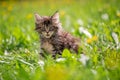 Small fluffy playful gray tabby Maine Coon kitten walks on green grass Royalty Free Stock Photo