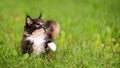 Small fluffy playful gray tabby Maine Coon kitten walks on green grass Royalty Free Stock Photo