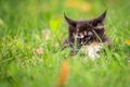 Small fluffy playful gray tabby Maine Coon kitten walks on green grass Royalty Free Stock Photo