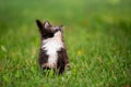 Small fluffy playful gray tabby Maine Coon kitten walks on green grass Royalty Free Stock Photo