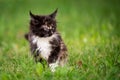 Small fluffy playful gray tabby Maine Coon kitten walks on green grass Royalty Free Stock Photo