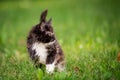 Small fluffy playful gray tabby Maine Coon kitten walks on green grass Royalty Free Stock Photo