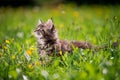 Small fluffy playful gray tabby Maine Coon kitten walks on green grass Royalty Free Stock Photo