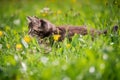 Small fluffy playful gray tabby Maine Coon kitten walks on green grass Royalty Free Stock Photo