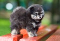 Small fluffy Pomeranian puppy