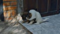 Small Fluffy Puppies Gambol on Stone Floor Steps