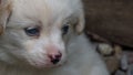 Small fluffy puppy close-up Royalty Free Stock Photo