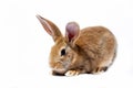 a small fluffy red rabbit on a white background, an Easter Bunny for Easter. Rabbit for spring holidays