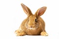 a small fluffy red rabbit on a white background, an Easter Bunny for Easter. Rabbit for spring holidays
