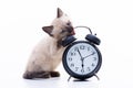 A small fluffy Siamese kitten gnaws the alarm clock around the clock. Pets mode
