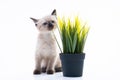 A small fluffy Siamese kitten near a pot with a green flower. Grass and vitamins for the cat Royalty Free Stock Photo