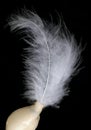 A small fluffy snowy white exotic bird feathers isolated on black macro Royalty Free Stock Photo