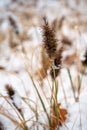small fluffy spikelets in the snow